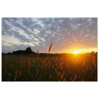 Golden meadow grass glowing in sunset light under soft clouded sky over Prekmurje, Slovenia — BETVA fine art nature poster