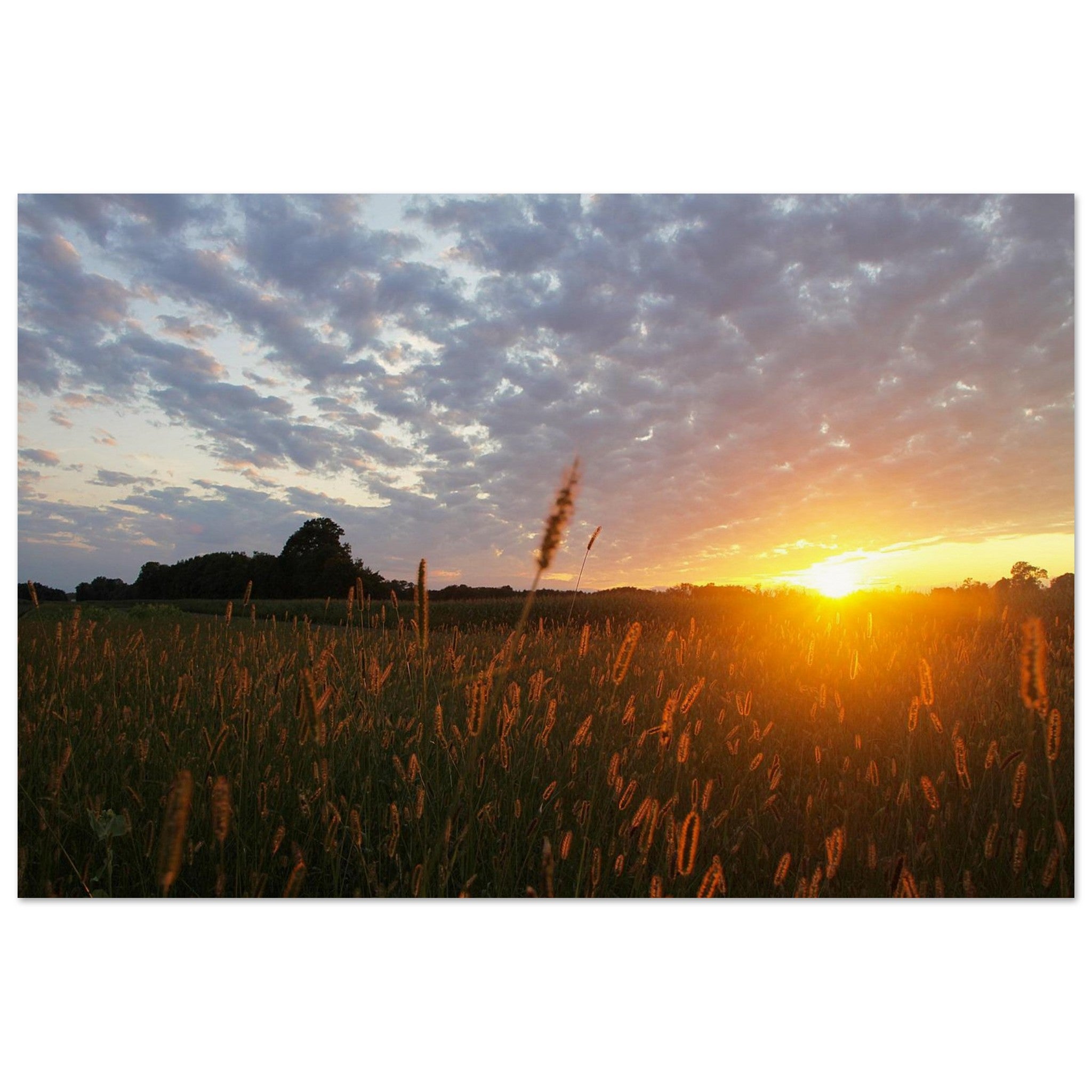 Golden meadow grass glowing in sunset light under soft clouded sky over Prekmurje, Slovenia — BETVA fine art nature poster