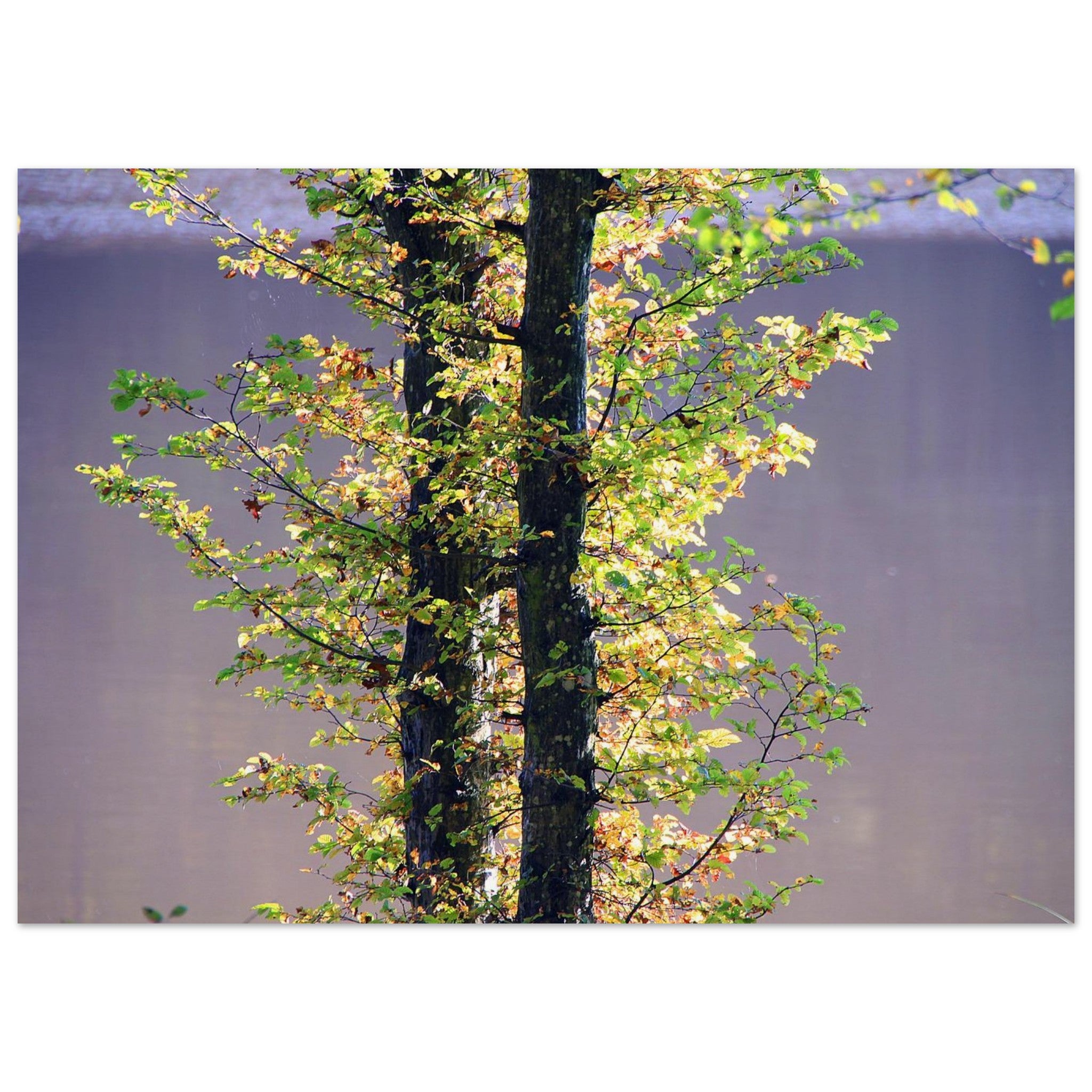 Leaves Drink the River Light — Nature Fine Art Poster | BETVA Wall Art