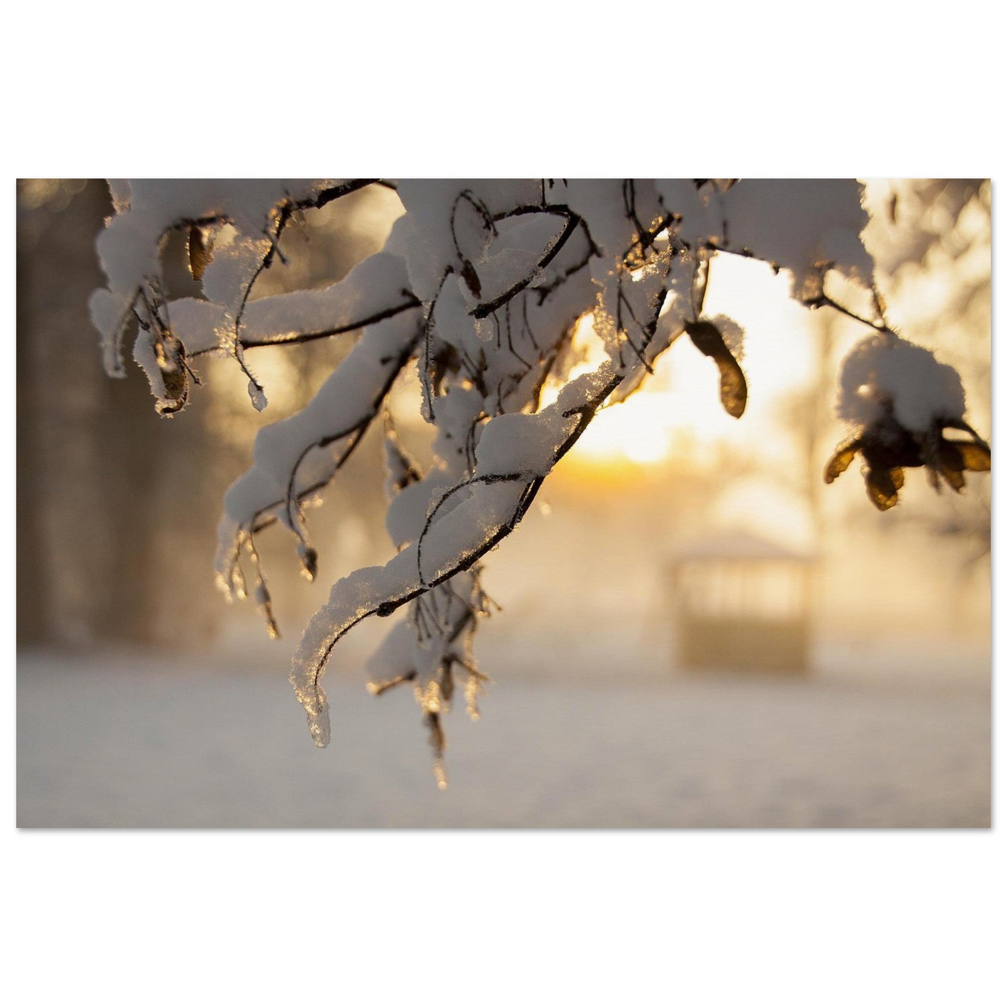 Snow Hangs on Quiet Branches — Nature Fine Art Poster | BETVA Wall Art