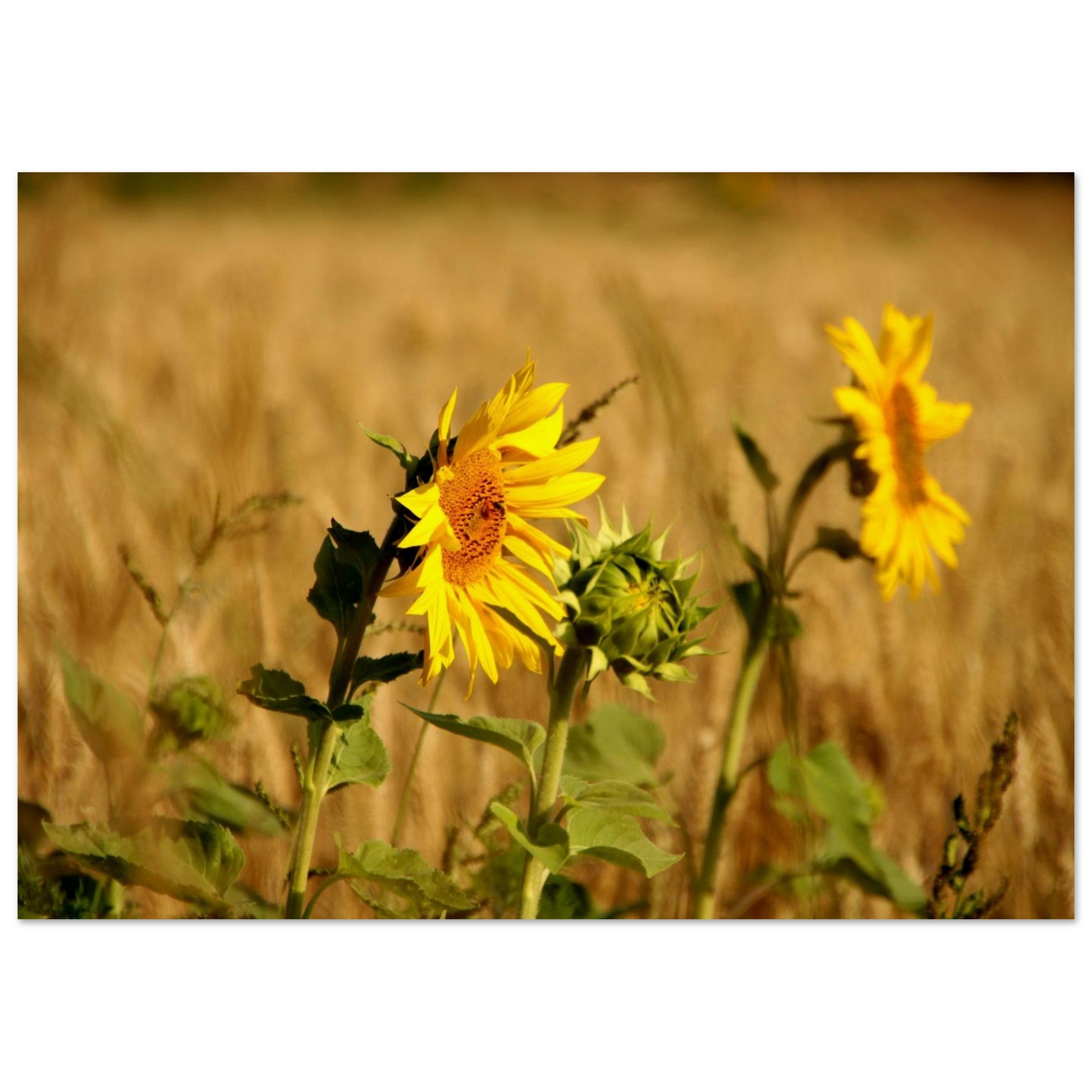 Sunflower and Wheat — Nature Fine Art Poster | BETVA Wall Art