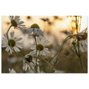 Wild chamomile daisies seen from below reaching toward golden hour backlight in a Prekmurje meadow — BETVA fine art nature poster