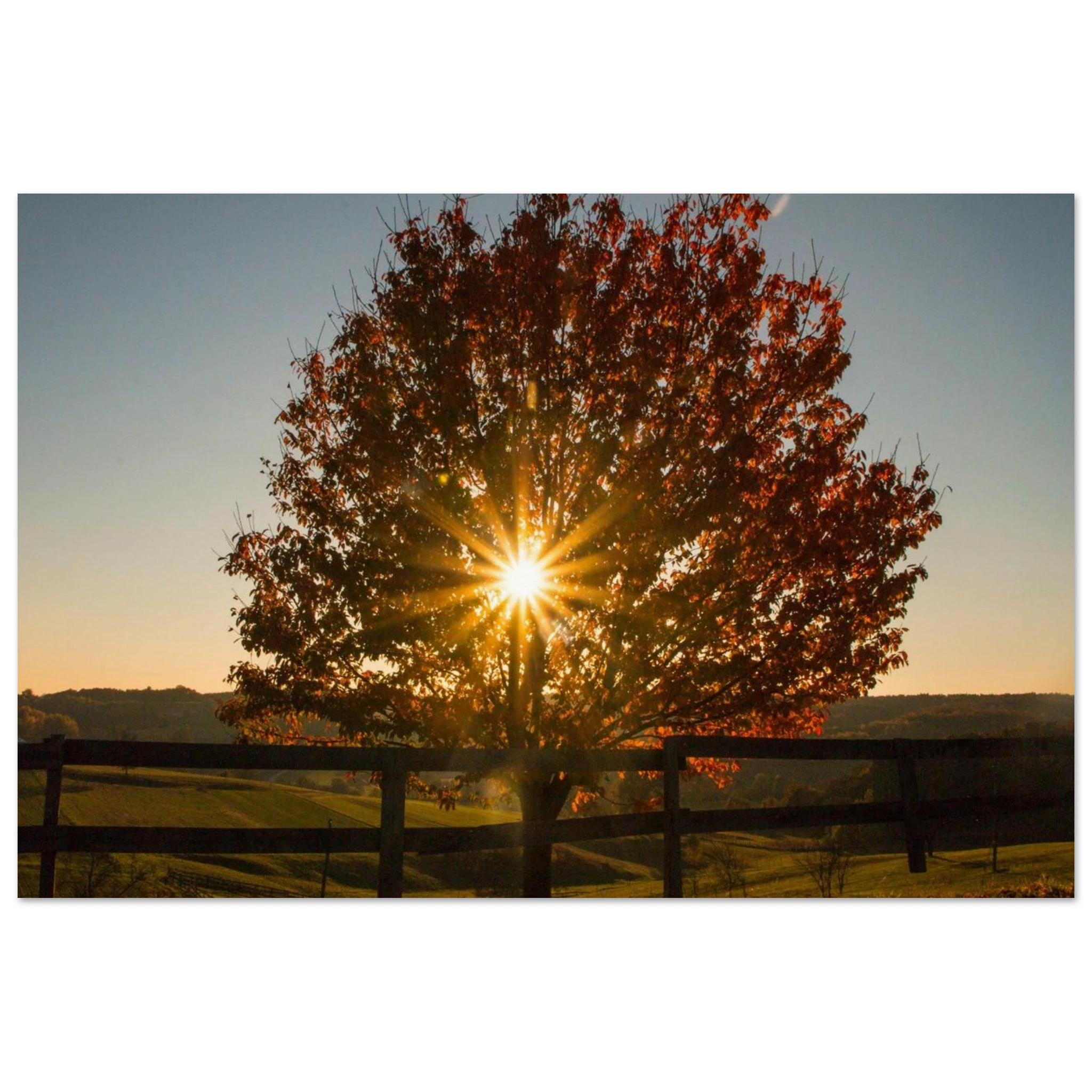 Sunburst Through Leaves — BETVA Calm Nature Print