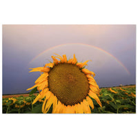 Large sunflower facing upward beneath a rainbow arc over a Prekmurje sunflower field after rain — BETVA fine art nature poster