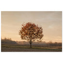 Still autumn tree standing in quiet contemplation across a muted Prekmurje landscape — BETVA fine art nature poster