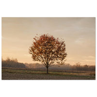 Still autumn tree standing in quiet contemplation across a muted Prekmurje landscape — BETVA fine art nature poster