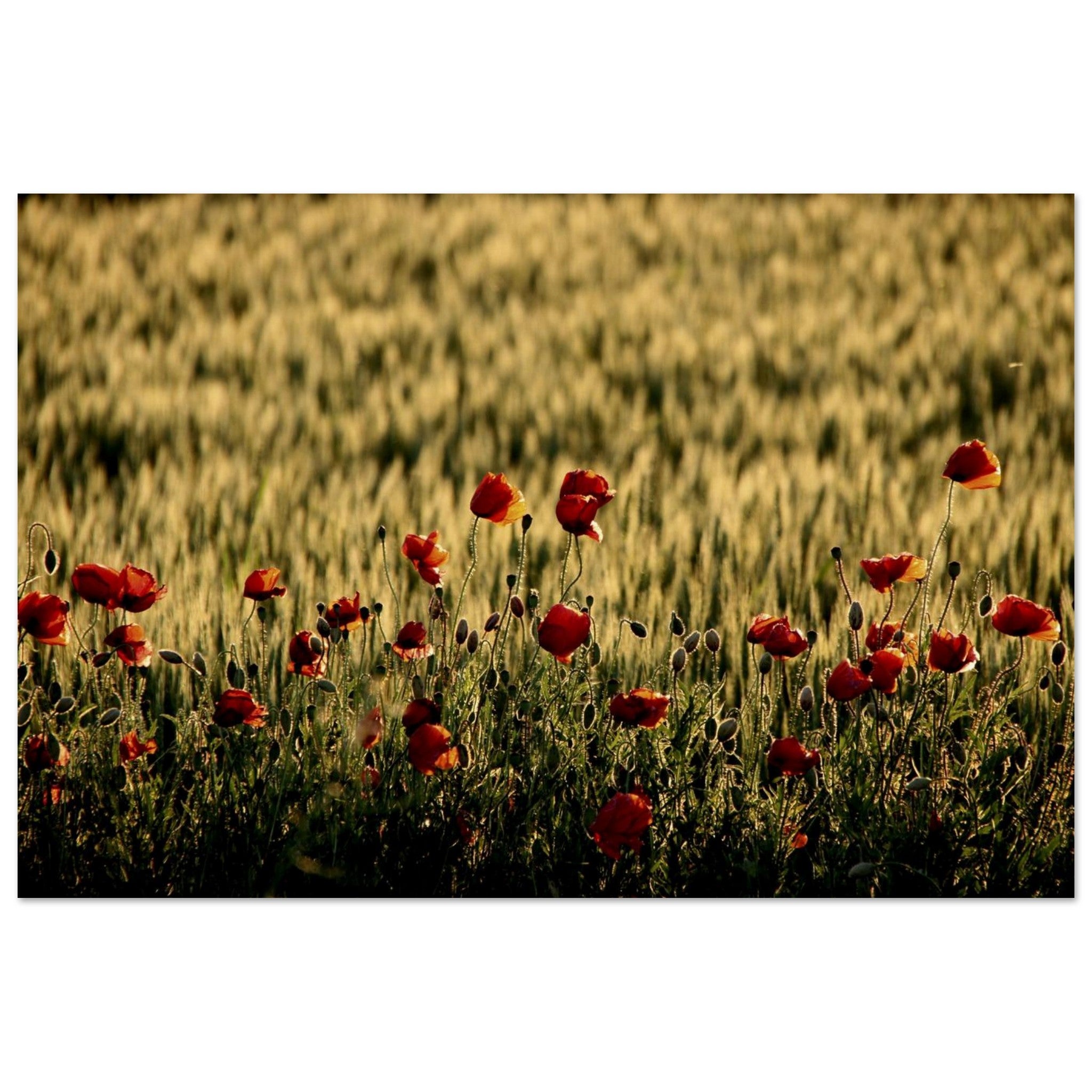 Poppies Wake the Golden Grain — Nature Fine Art Poster | BETVA Wall Art