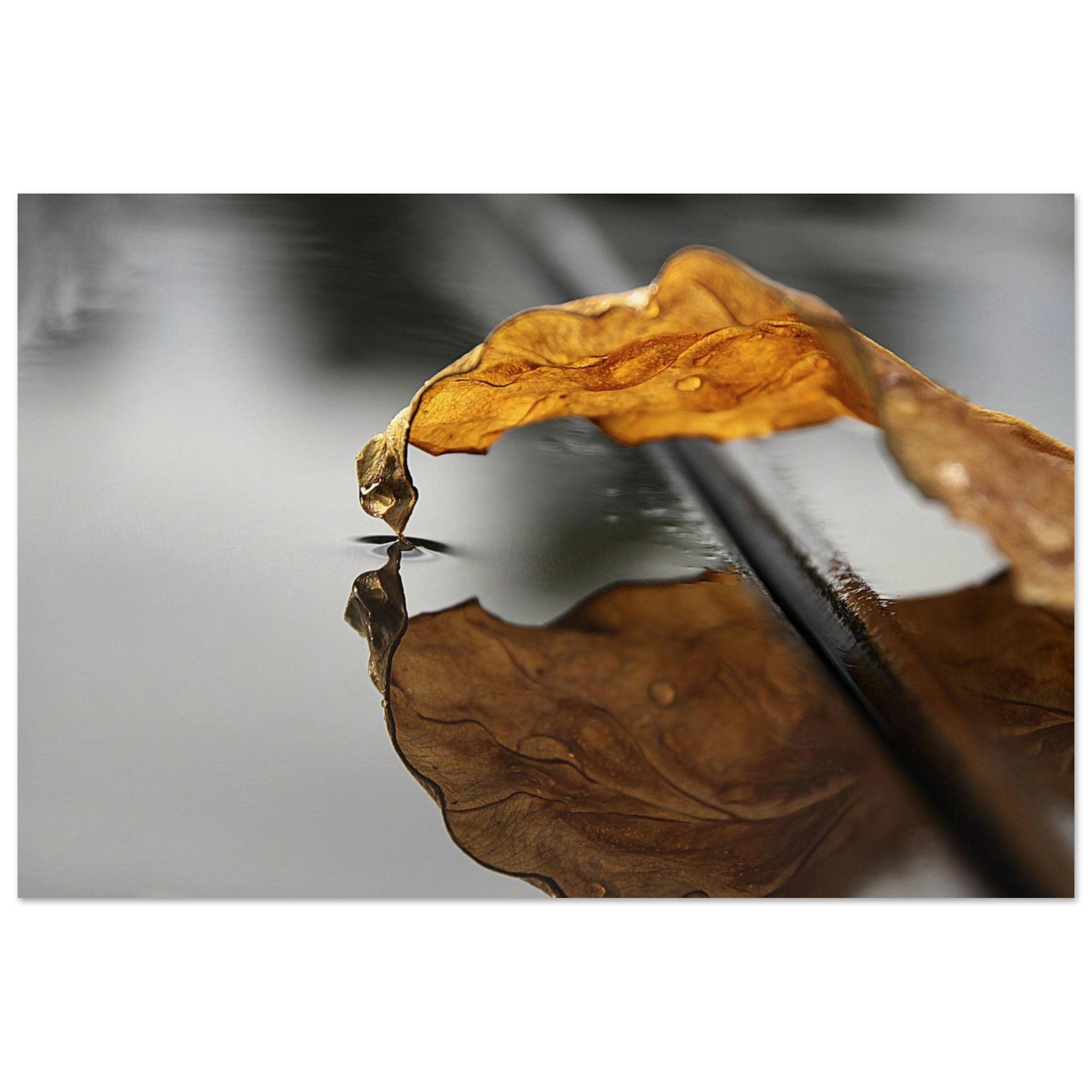 Leaf Meets Water — Nature Fine Art Poster | BETVA Wall Art