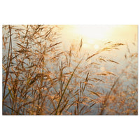 Grass blades glowing softly in warm golden backlight across a Prekmurje meadow — BETVA fine art nature poster