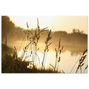 Wild grass silhouettes glowing in golden morning light with a misty lake and fog in the background in Prekmurje — BETVA fine art nature poster