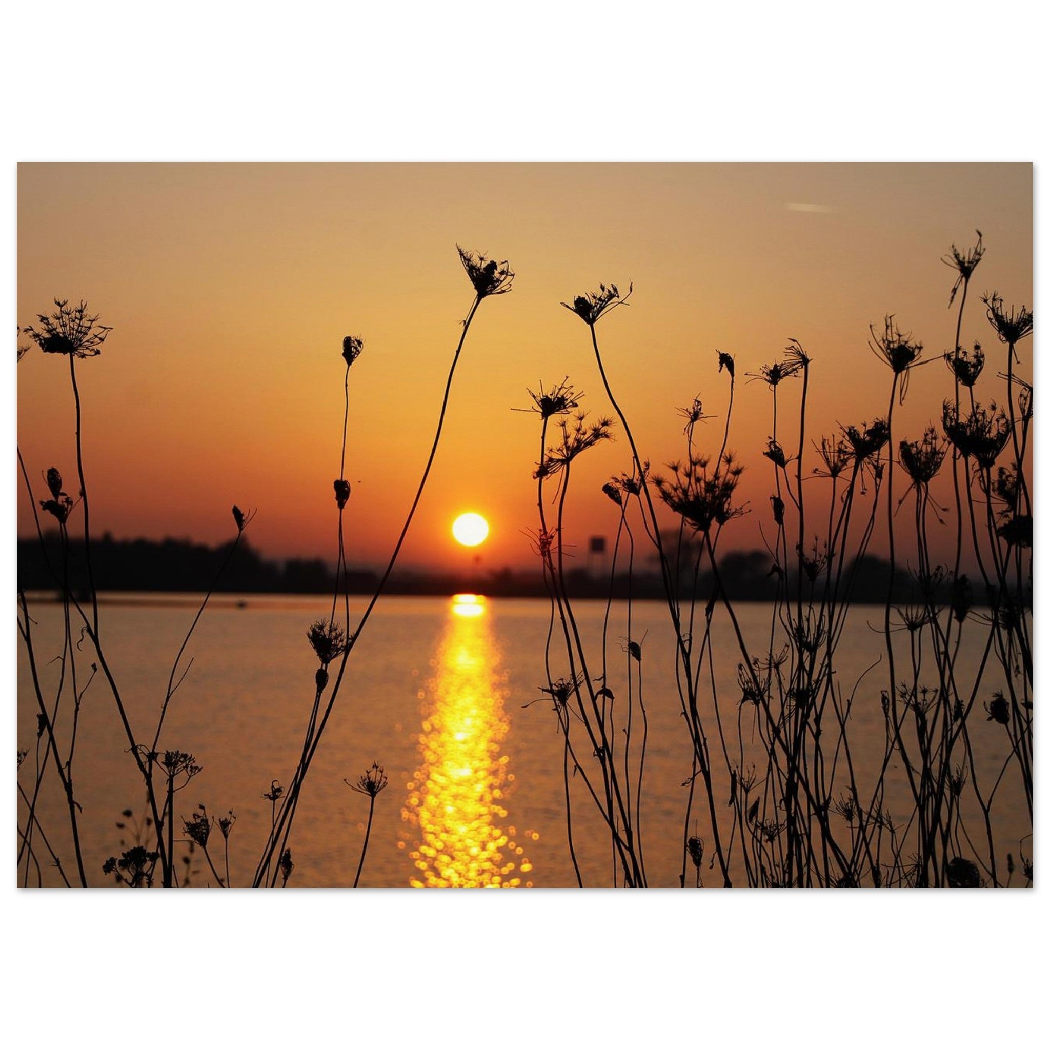 Sun Writes a Golden Path — Nature Fine Art Poster | BETVA Wall Art