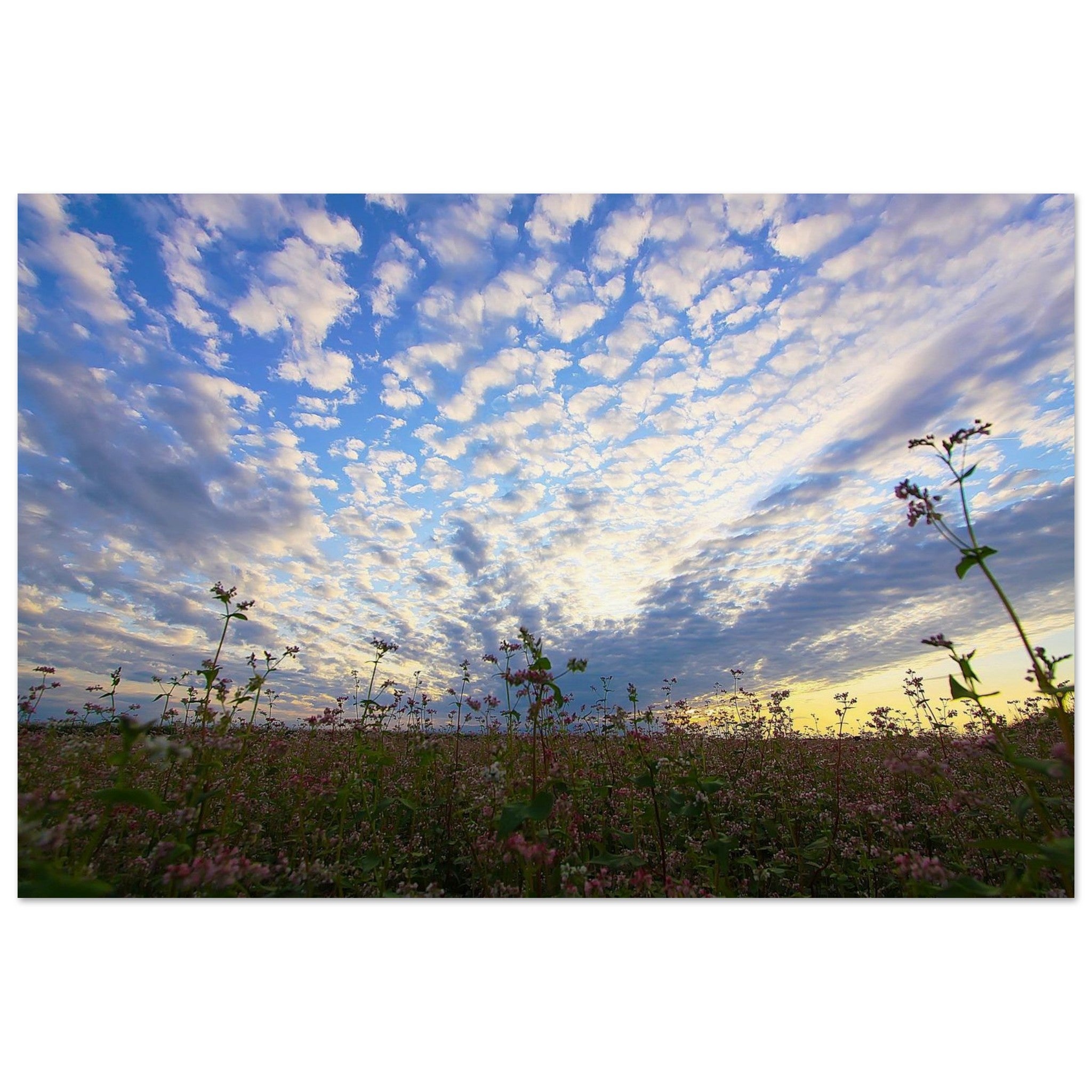 Buckwheat Holds the Moving Sky — Nature Fine Art Poster | BETVA Wall Art