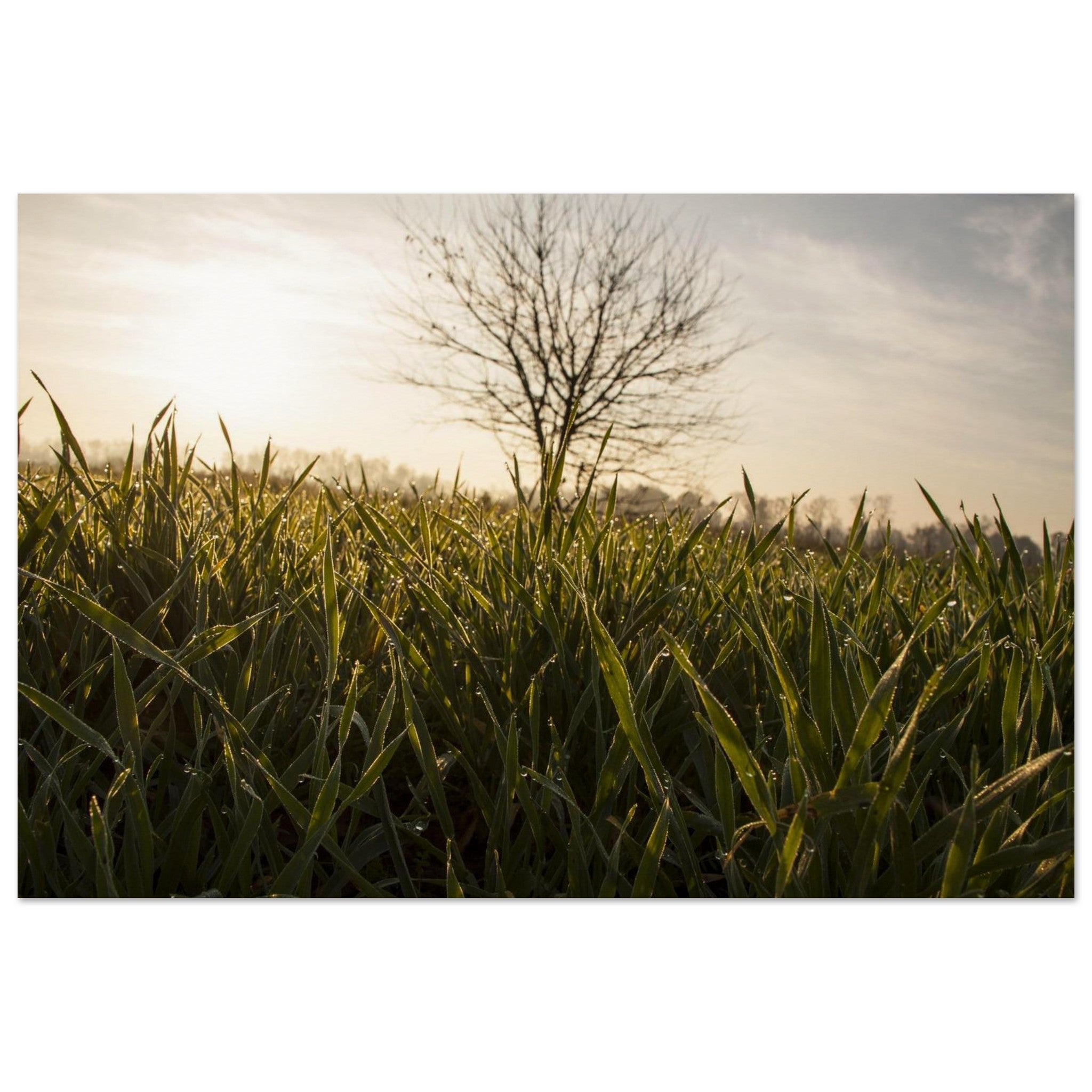 Dewlit Field Morning — Nature Fine Art Poster | BETVA Wall Art