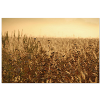 Warm golden haze floating over a sunlit Prekmurje meadow at golden hour — BETVA fine art nature poster