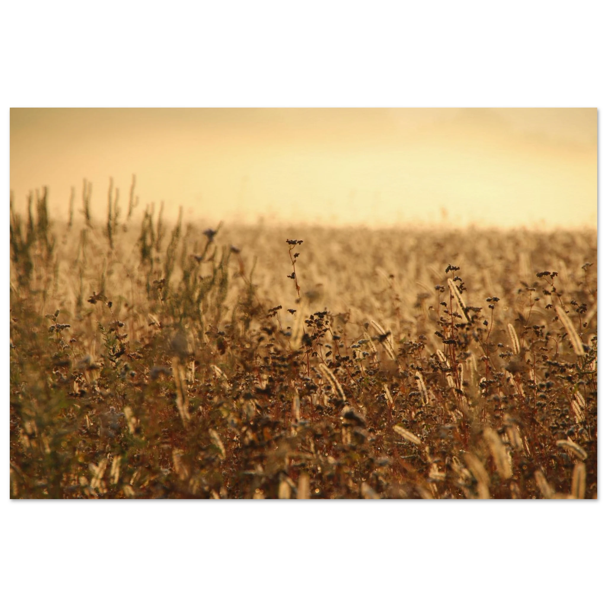 Golden Meadow Haze — Nature Fine Art Poster | BETVA Wall Art