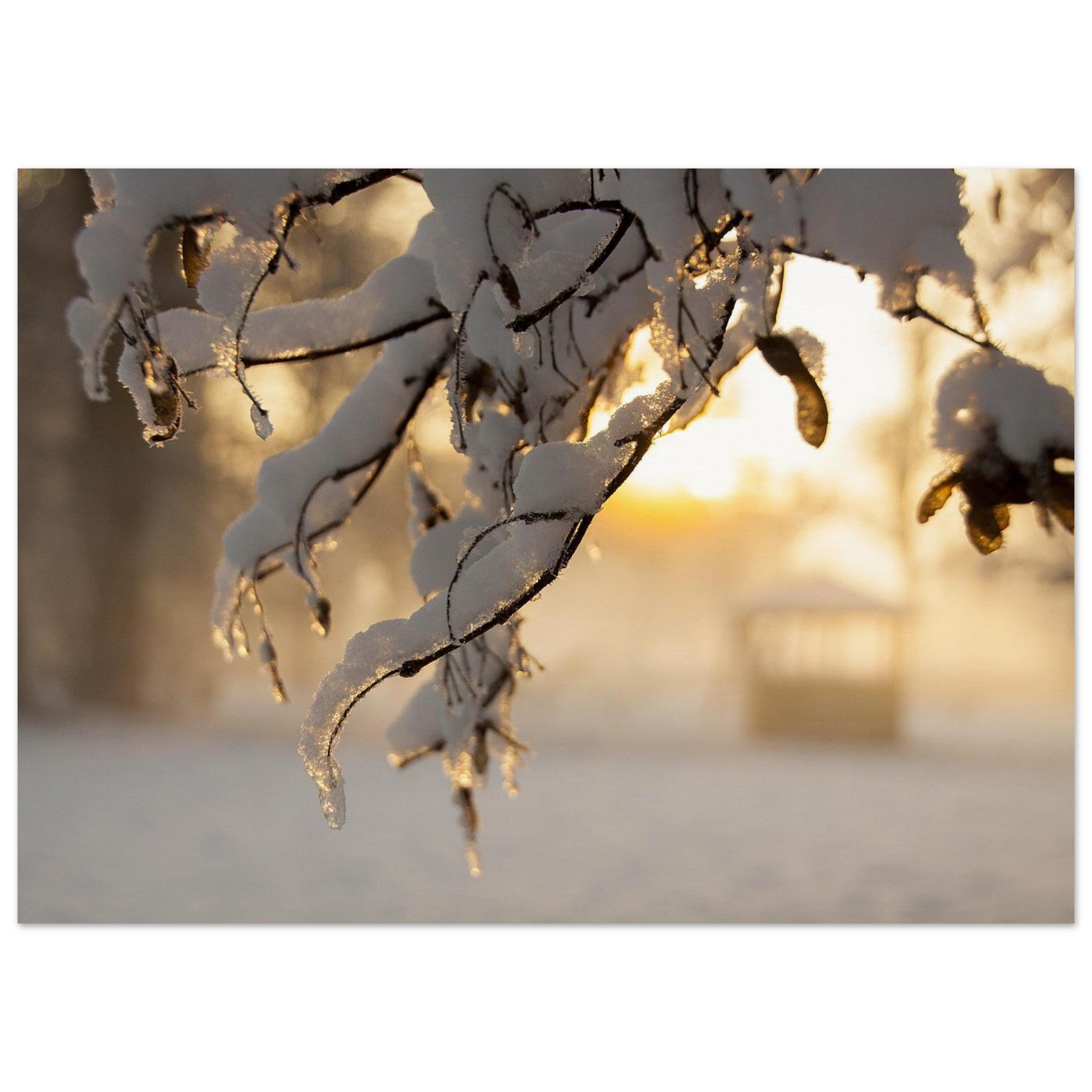 Snow Hangs on Quiet Branches — Nature Fine Art Poster | BETVA Wall Art