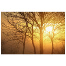 Bare tree silhouettes in warm fog with a bright sunrise glowing through branches in Prekmurje, Slovenia — BETVA fine art nature poster