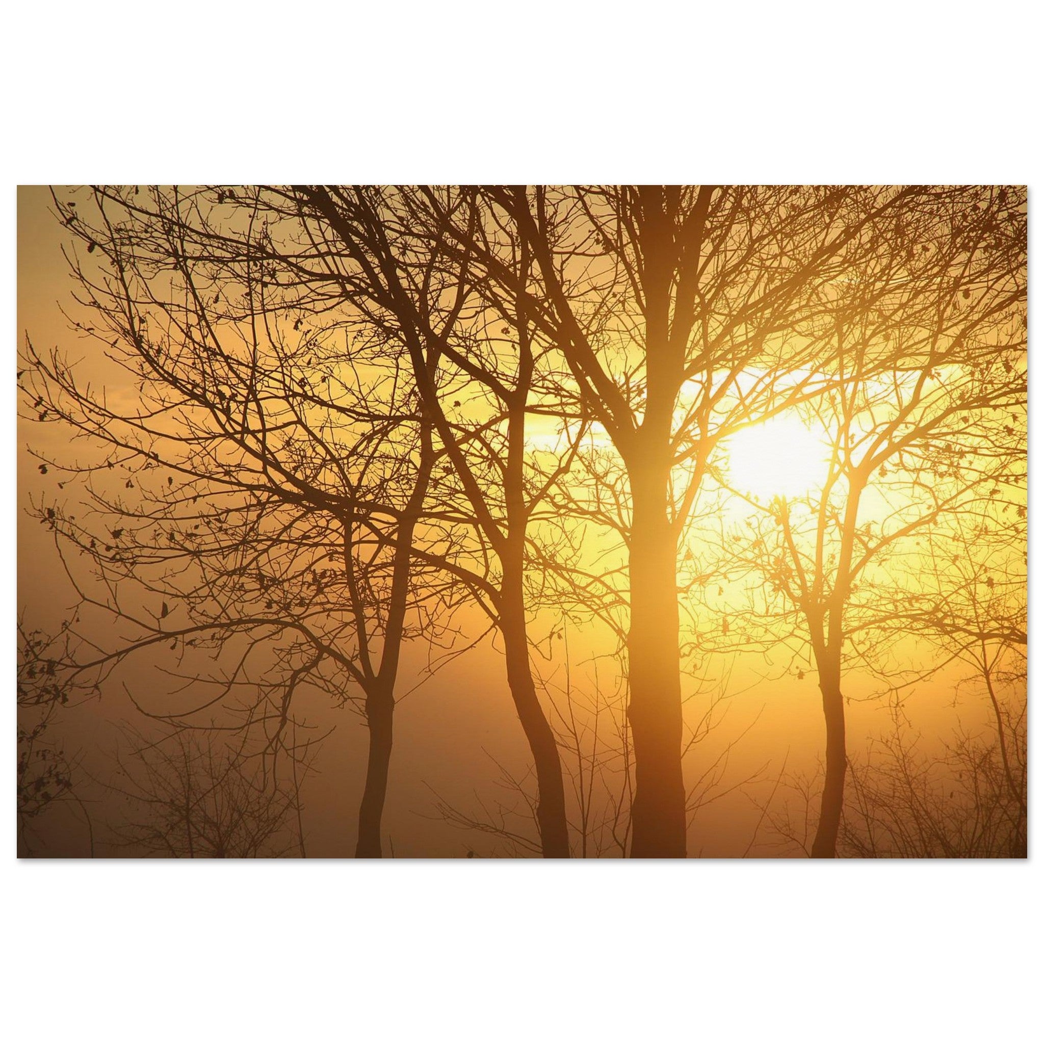 Trees Hold the Fogged Sun — Nature Fine Art Poster | BETVA Wall Art