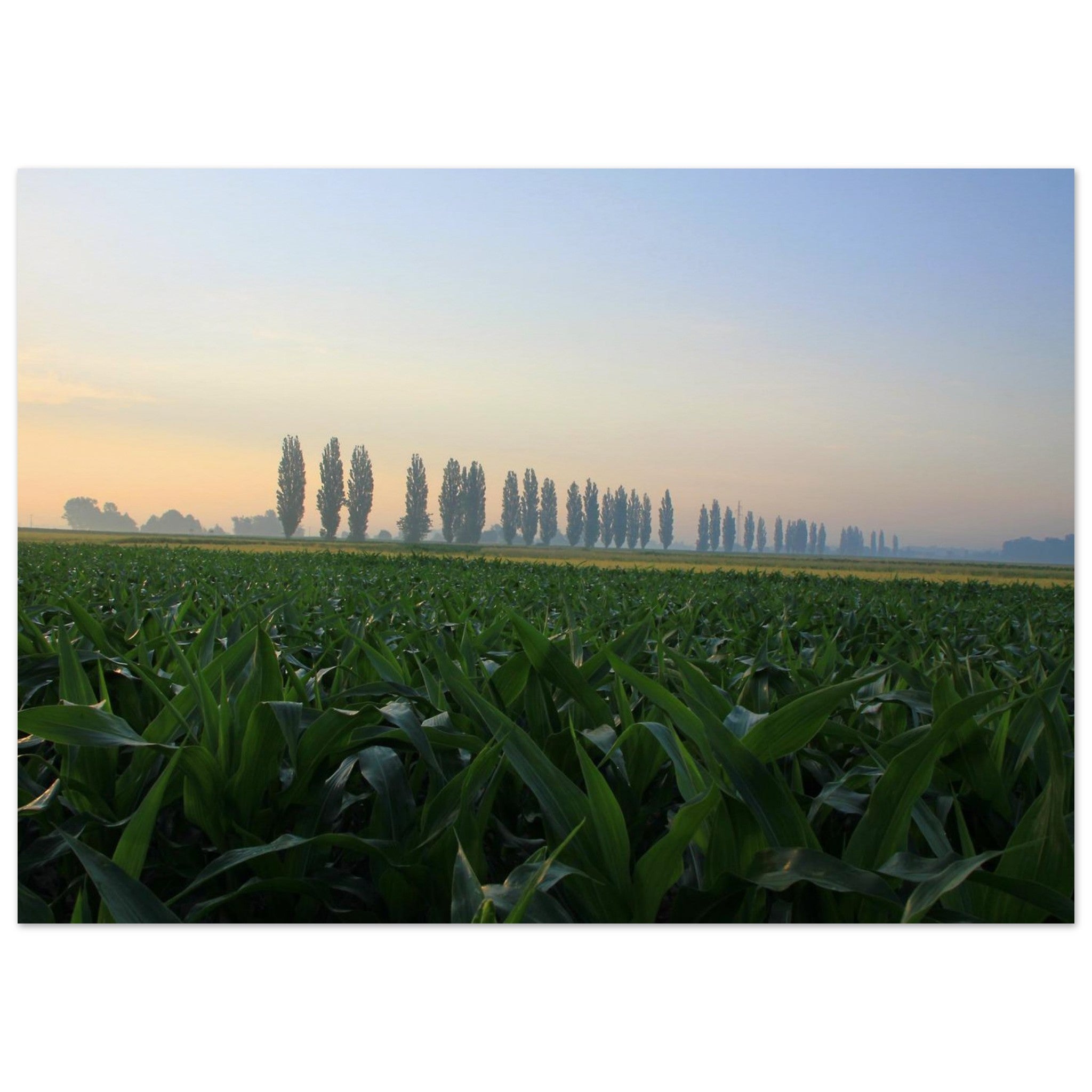 c6e55703-9f95-4351-b8ae-73da681da2fd