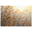 Wild golden grasses with seed heads glowing in sunset backlight with soft bokeh in a Prekmurje meadow — BETVA fine art nature poster