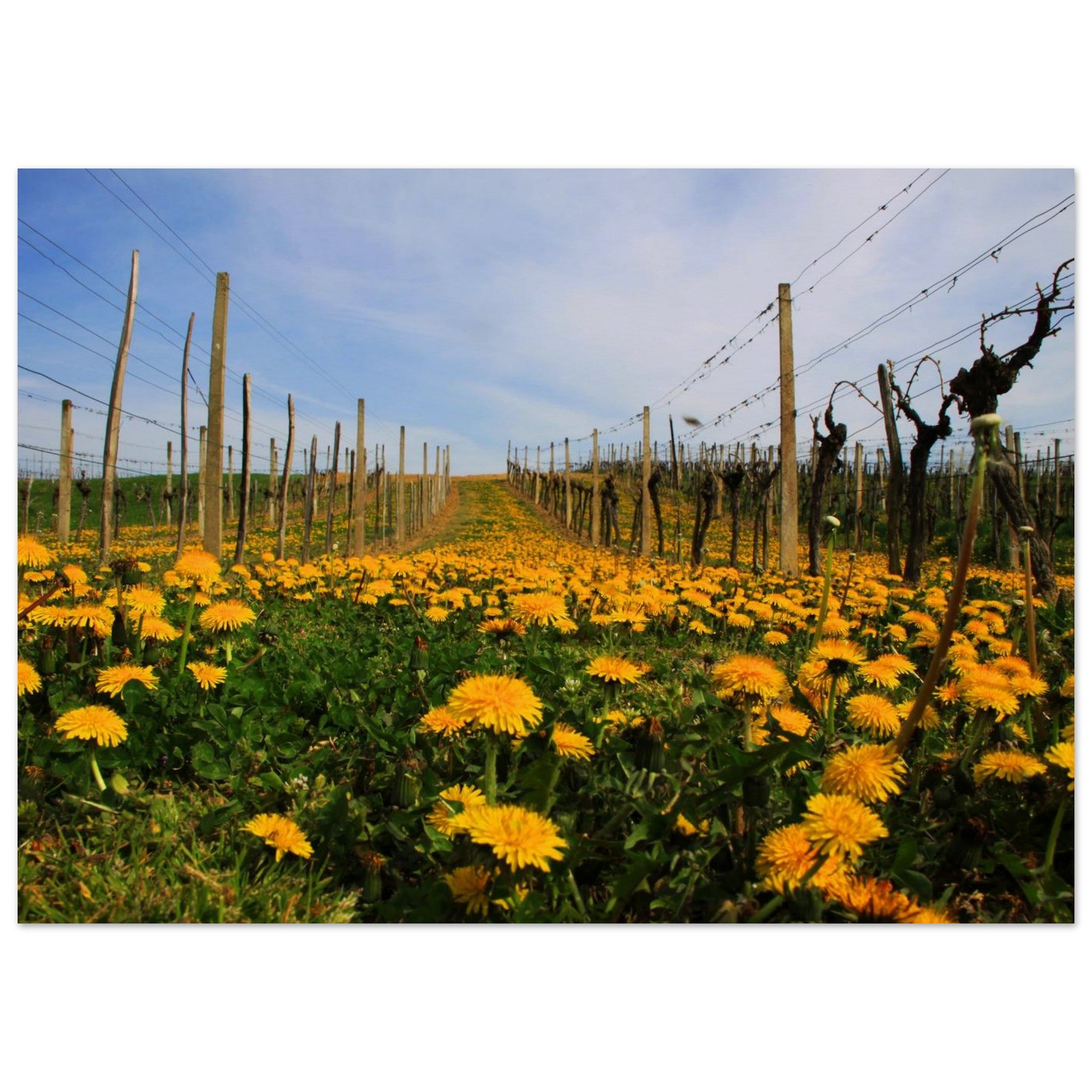 Dandelion Rows — Nature Fine Art Poster | BETVA Wall Art