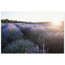 Rows of blooming lavender glowing violet in golden sunlight across a Prekmurje field in Slovenia — BETVA fine art nature poster