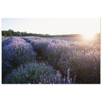 Rows of blooming lavender glowing violet in golden sunlight across a Prekmurje field in Slovenia — BETVA fine art nature poster