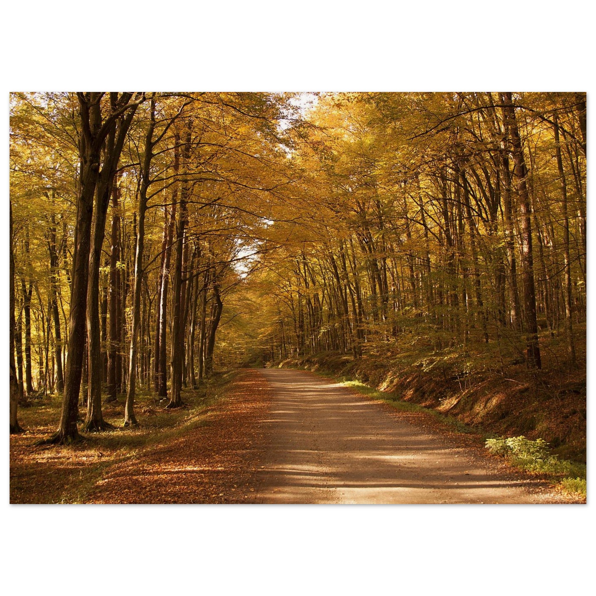 The Forest Keeps the Road Quiet — Nature Fine Art Poster | BETVA Wall Art