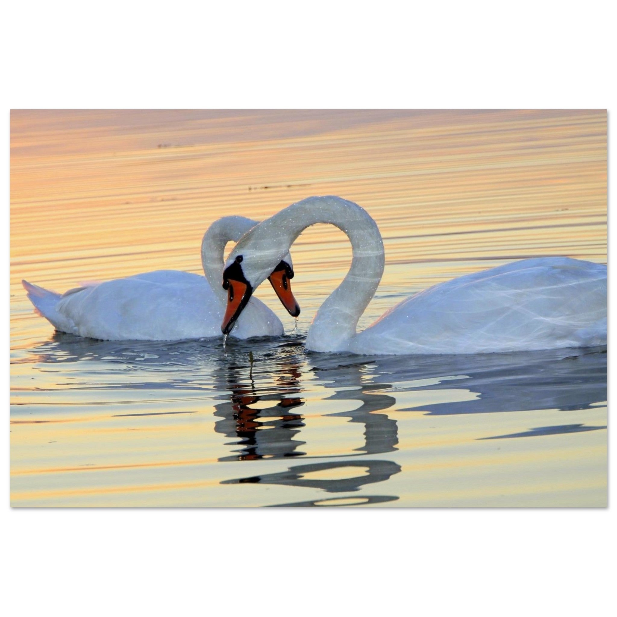 Two Swans on Golden Water — Nature Fine Art Poster | BETVA Wall Art