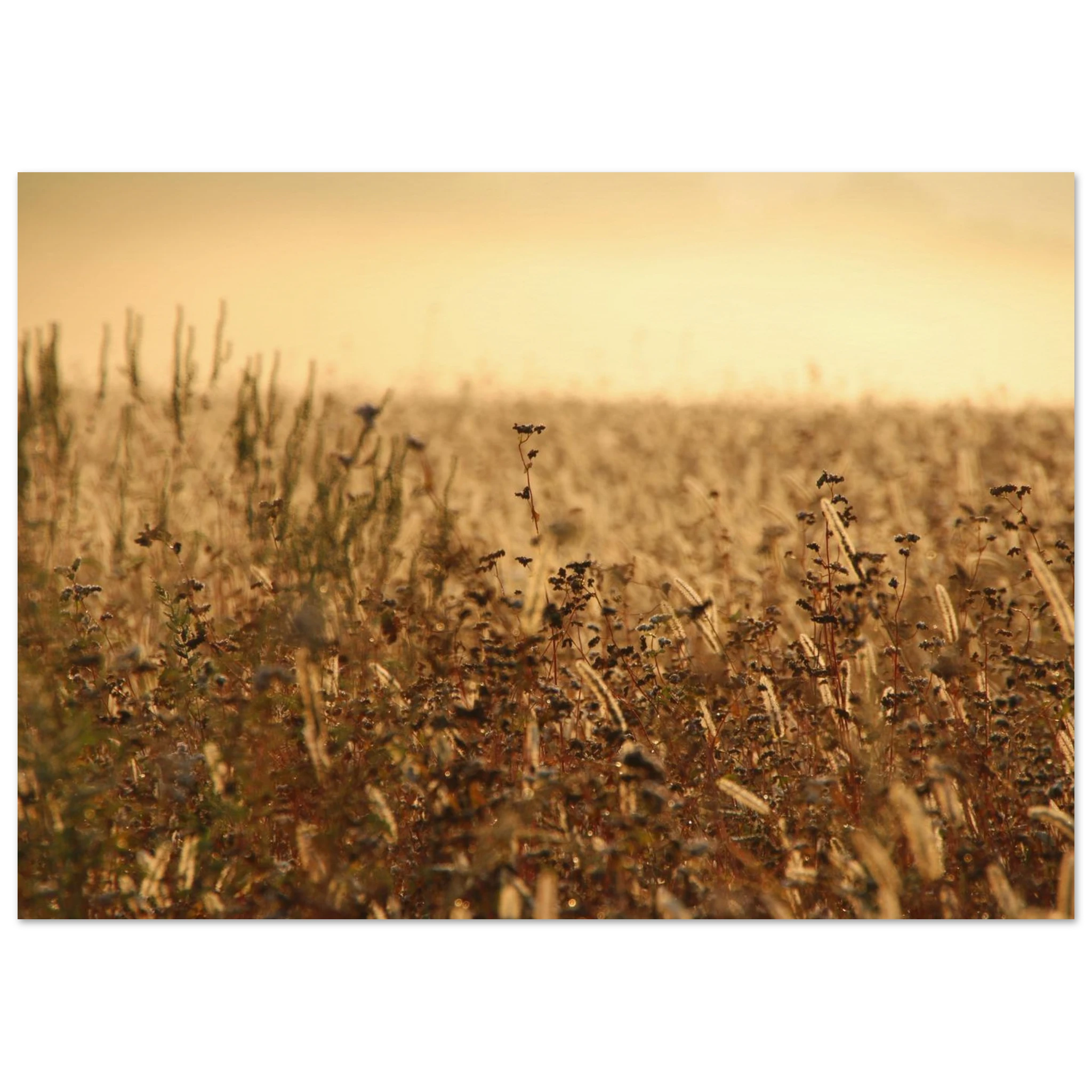 Golden Meadow Haze — Nature Fine Art Poster | BETVA Wall Art