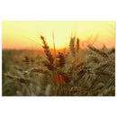 Close-up of wheat ears with glowing whiskers in golden sunset backlight in a Prekmurje grain field — BETVA fine art nature poster