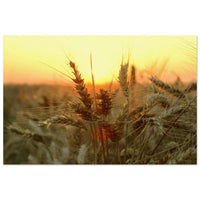 Close-up of wheat ears with glowing whiskers in golden sunset backlight in a Prekmurje grain field — BETVA fine art nature poster