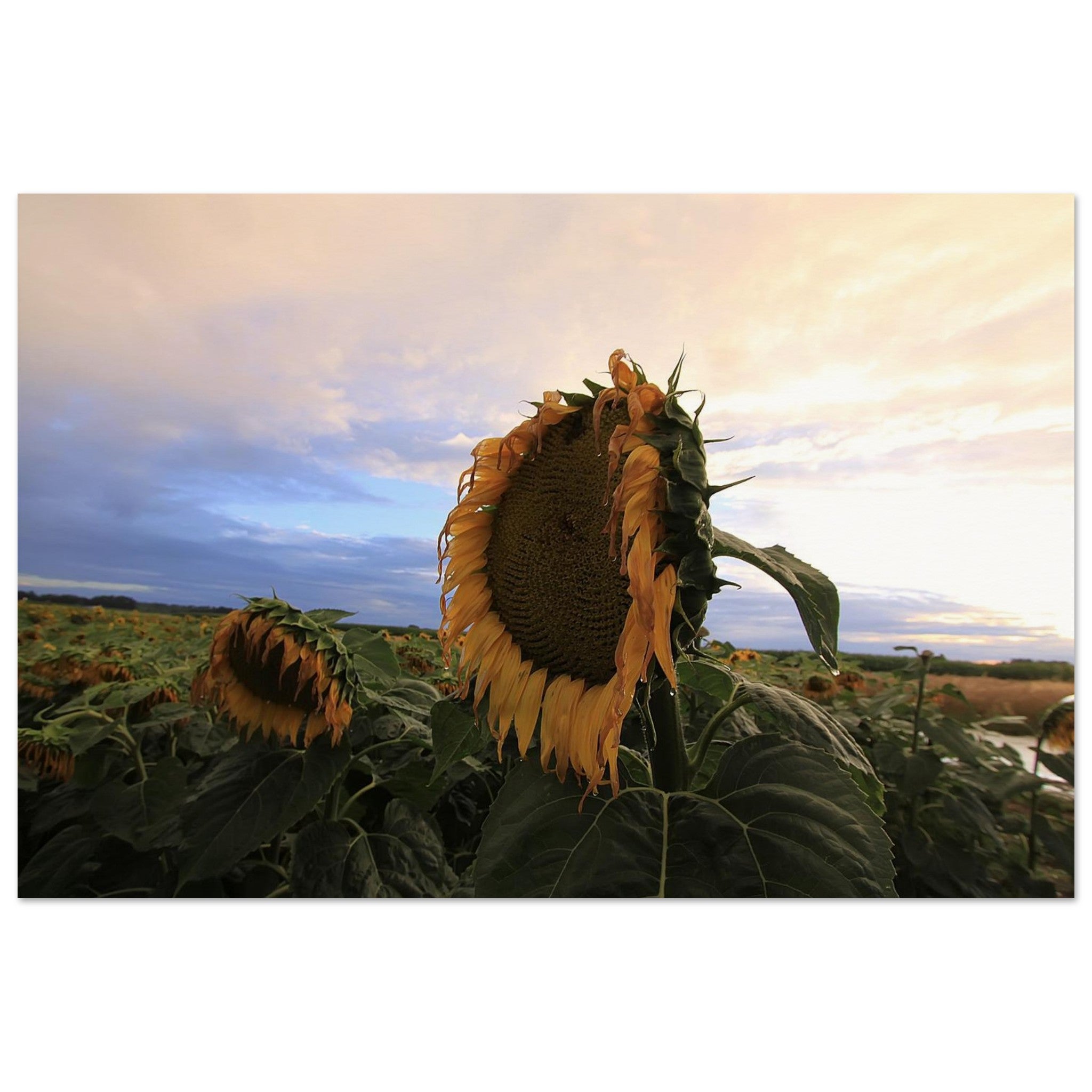 Sunflower Hears the Stormlight — Nature Fine Art Poster | BETVA Wall Art