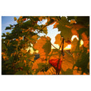Backlit vine leaves glowing amber and green with the low sun behind in Prekmurje, Slovenia — BETVA fine art nature poster
