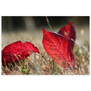 Rich red autumn leaves resting in quiet contemplative stillness in Prekmurje — BETVA fine art nature poster