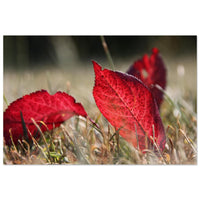 Rich red autumn leaves resting in quiet contemplative stillness in Prekmurje — BETVA fine art nature poster