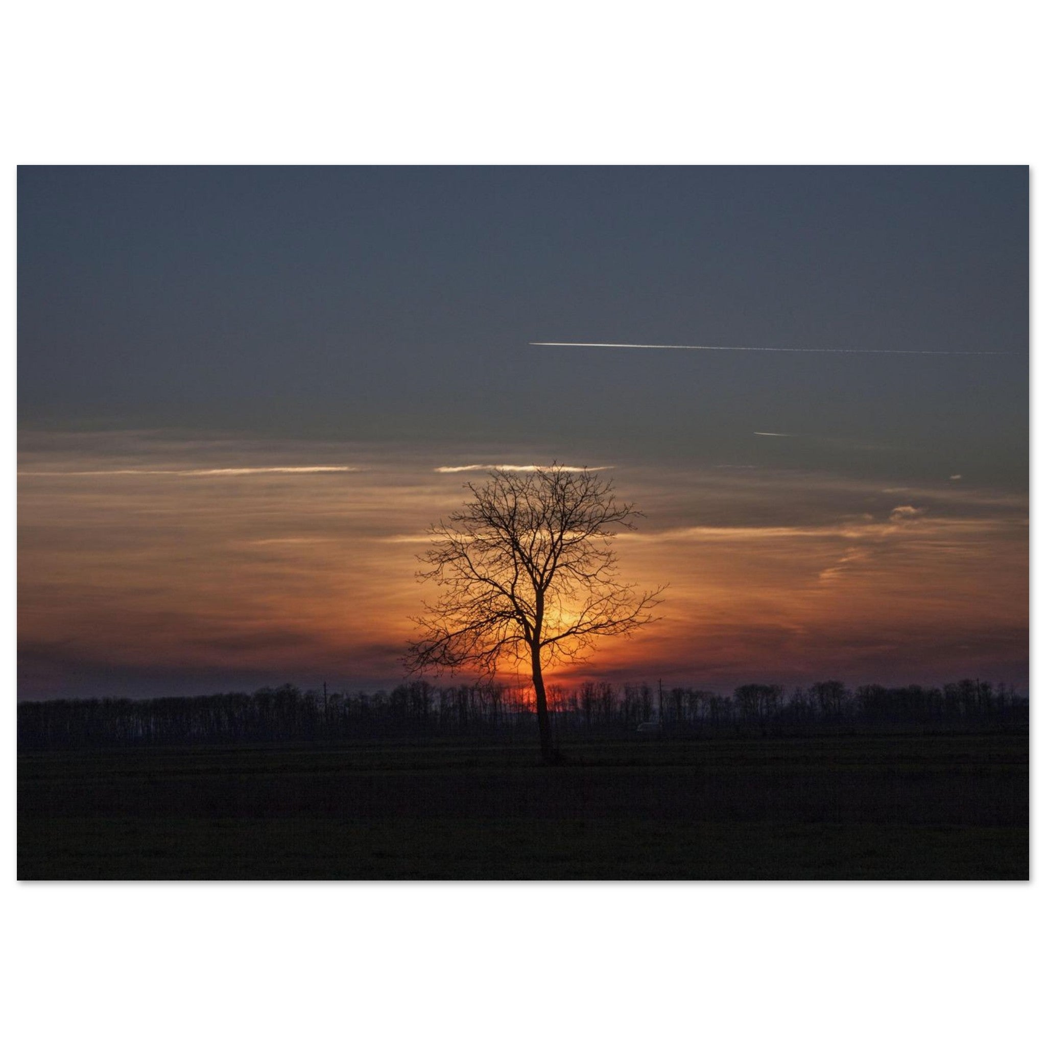 Silent Horizon Tree — BETVA Dusk Field Poster
