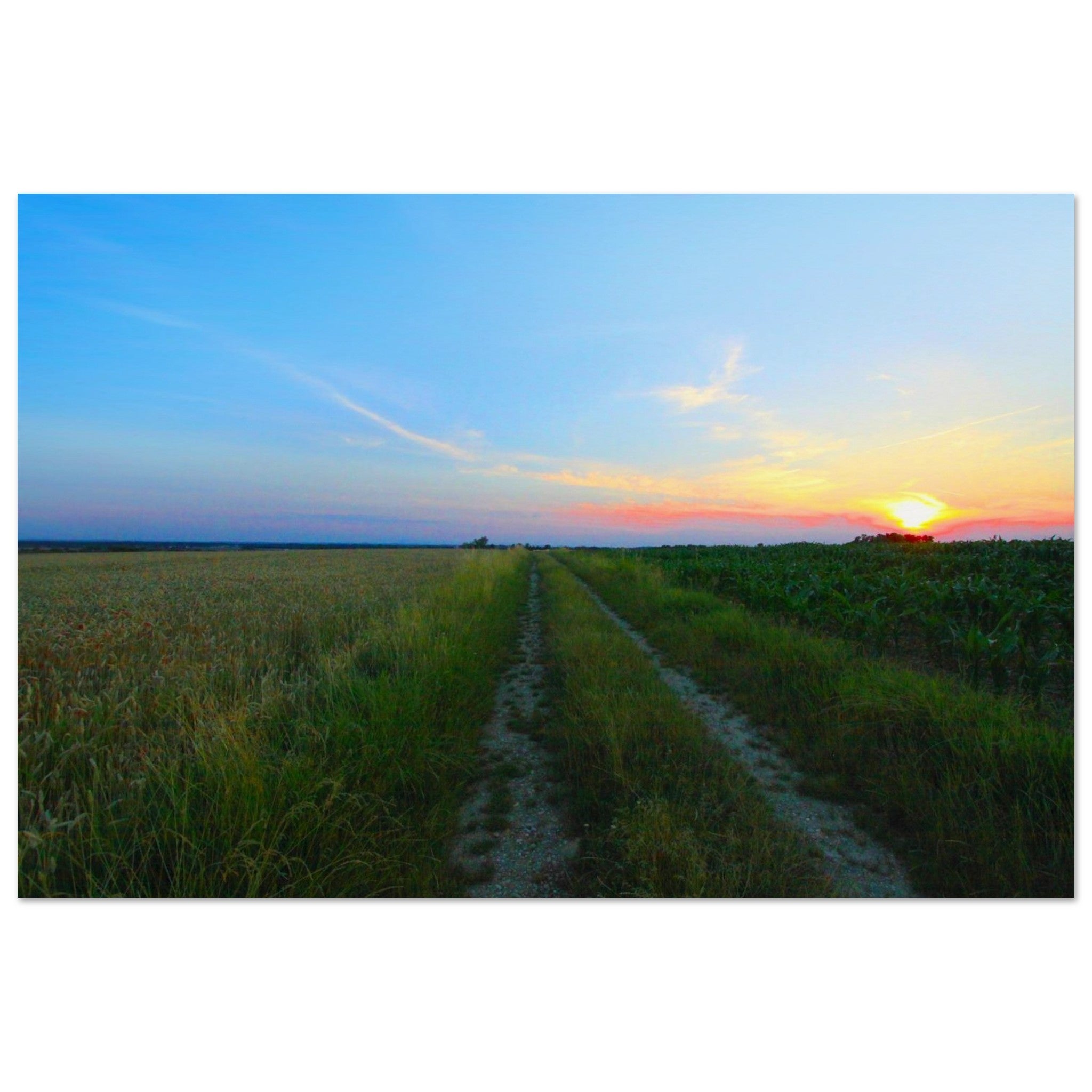 Two Fields Share One Path — Nature Fine Art Poster | BETVA Wall Art