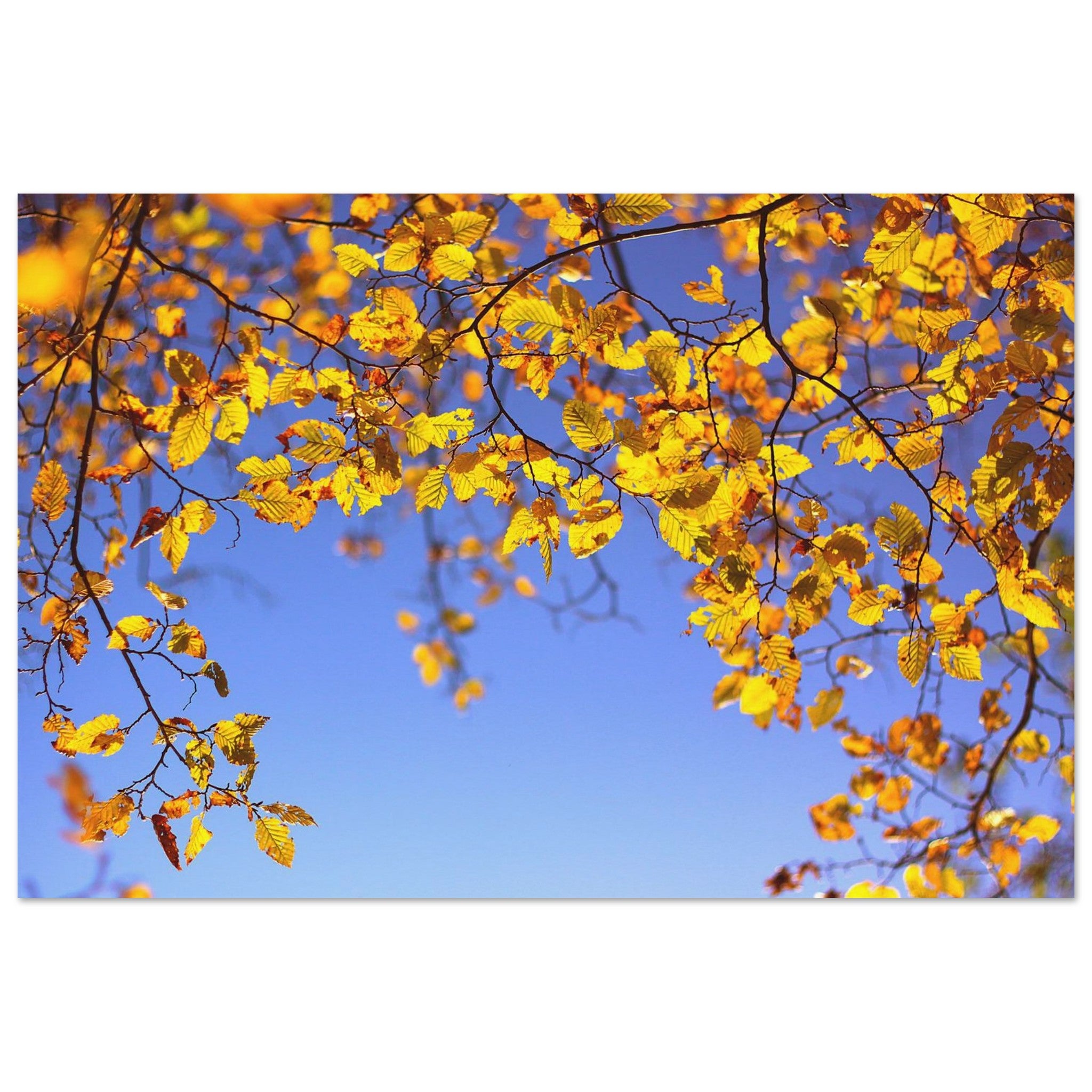 Autumn Sparks in Blue Sky — Nature Fine Art Poster | BETVA Wall Art