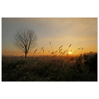 Foxtail grass seed heads catching soft first dawn light with dew in a Prekmurje meadow — BETVA fine art nature poster
