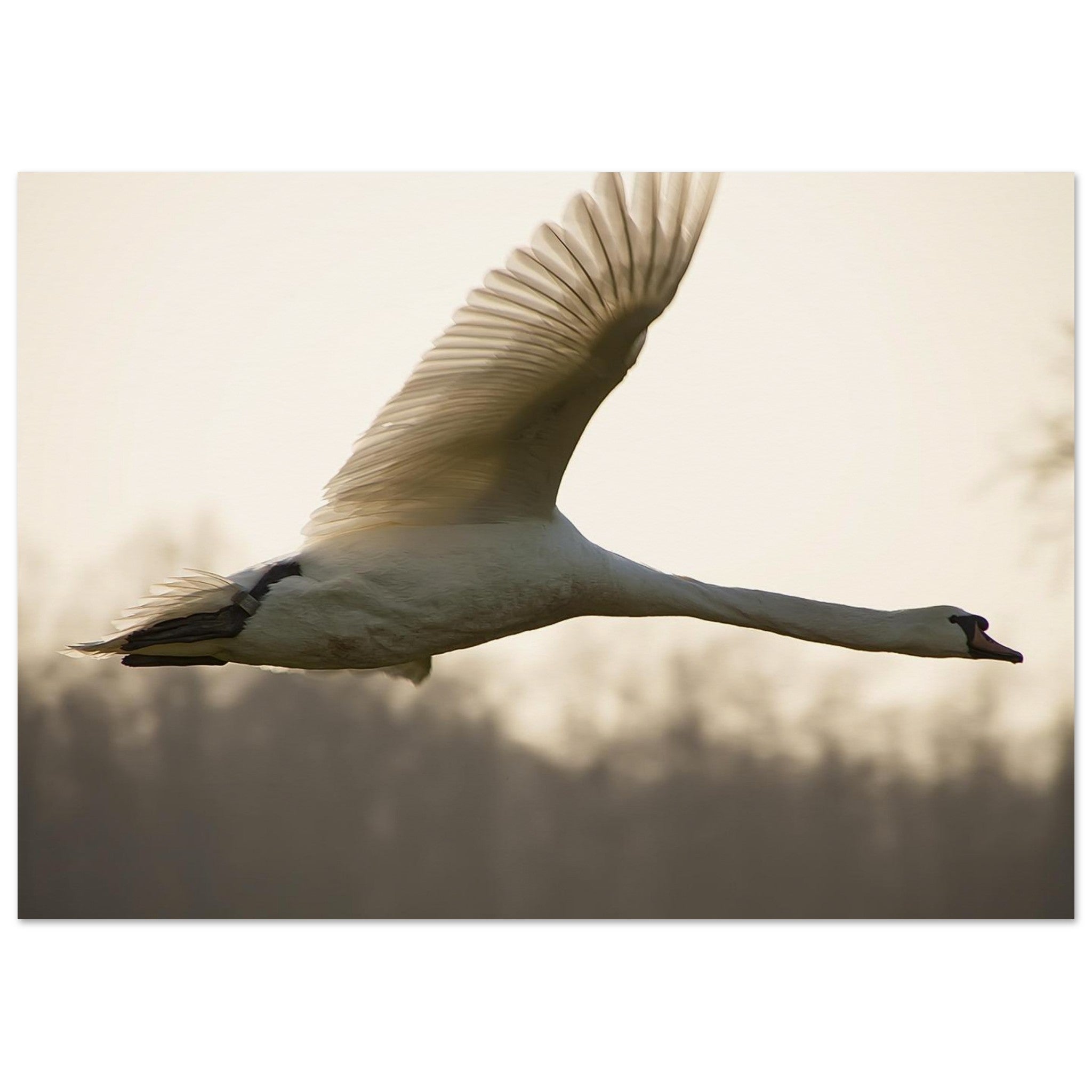 Swan in Golden Flight — Nature Fine Art Poster | BETVA Wall Art