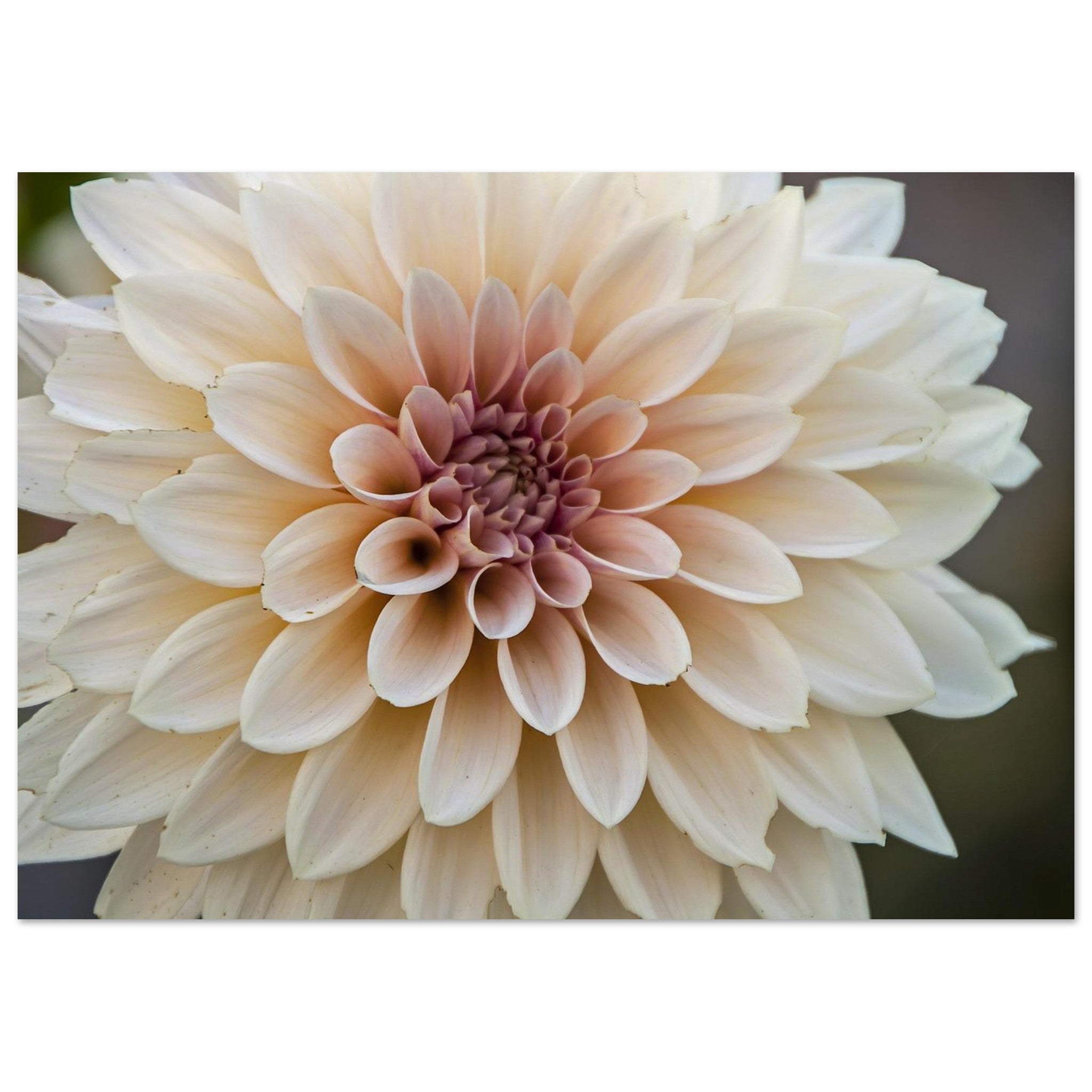 Soft Dahlia Opens in Silence — Nature Fine Art Poster | BETVA Wall Art