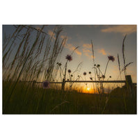 Wildflower blooms rising gently in soft fading sundown light across a peaceful Prekmurje meadow — BETVA fine art nature poster