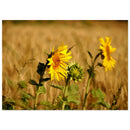 e3c8cffe-a2e3-4afb-9f53-2579340c4d46