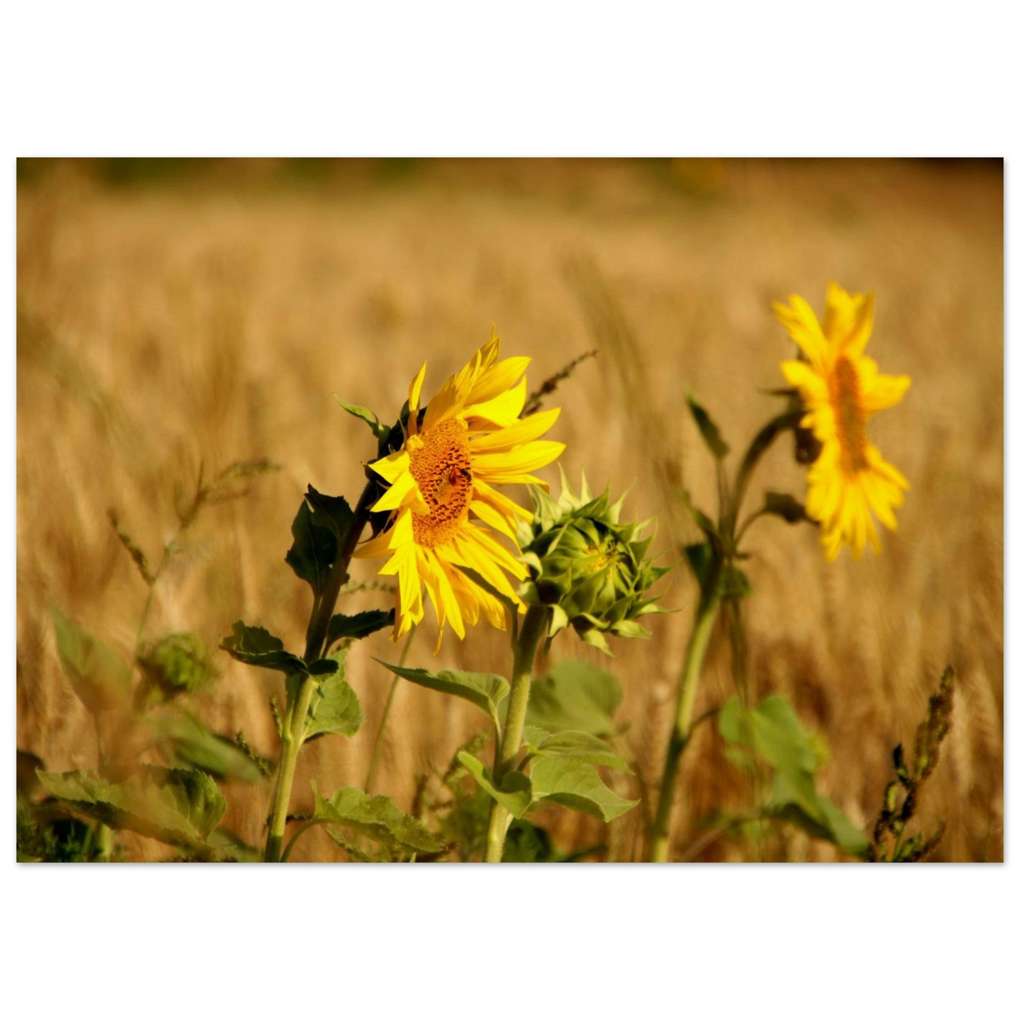 e3c8cffe-a2e3-4afb-9f53-2579340c4d46