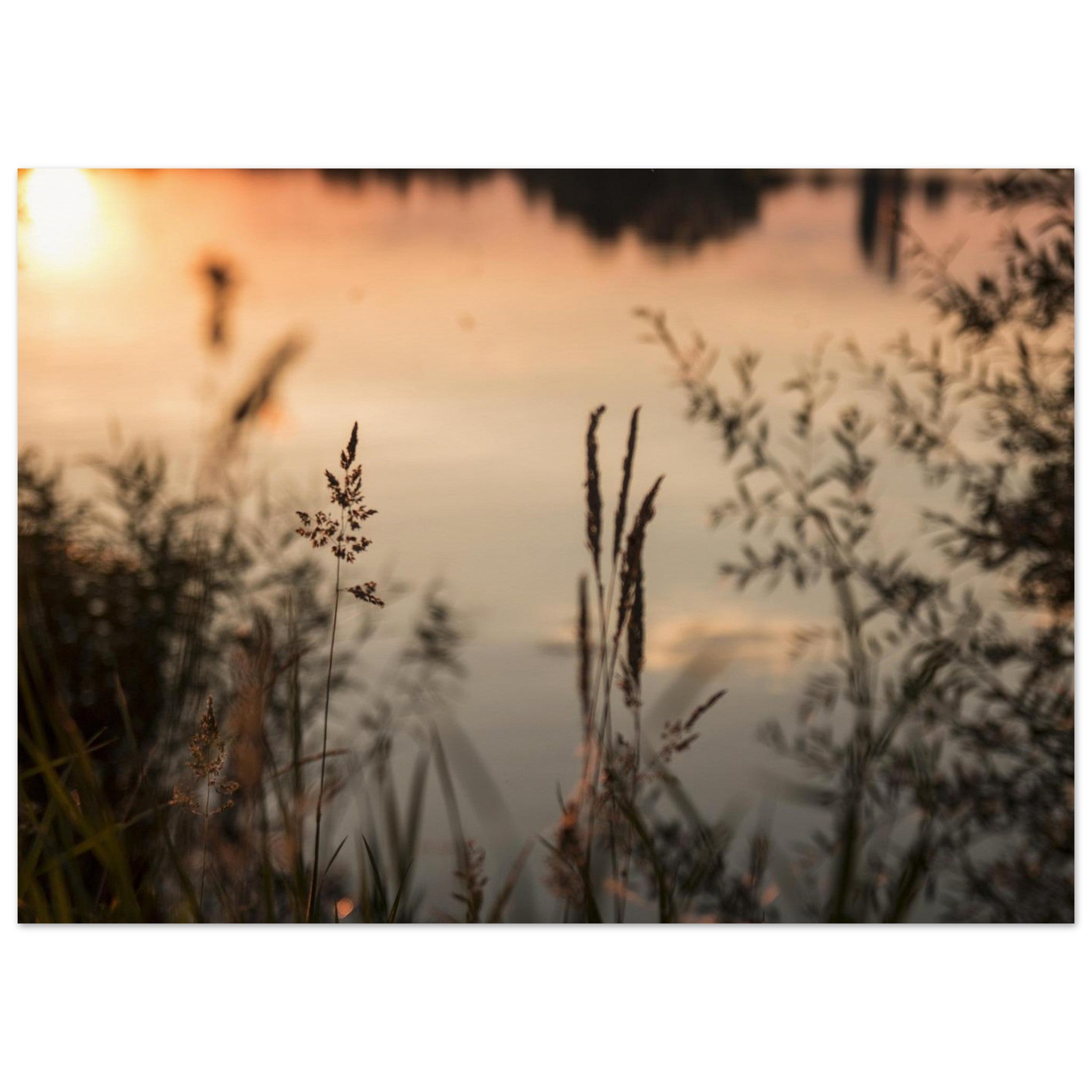 Grasses Frame the Evening Water — Nature Fine Art Poster | BETVA Wall Art
