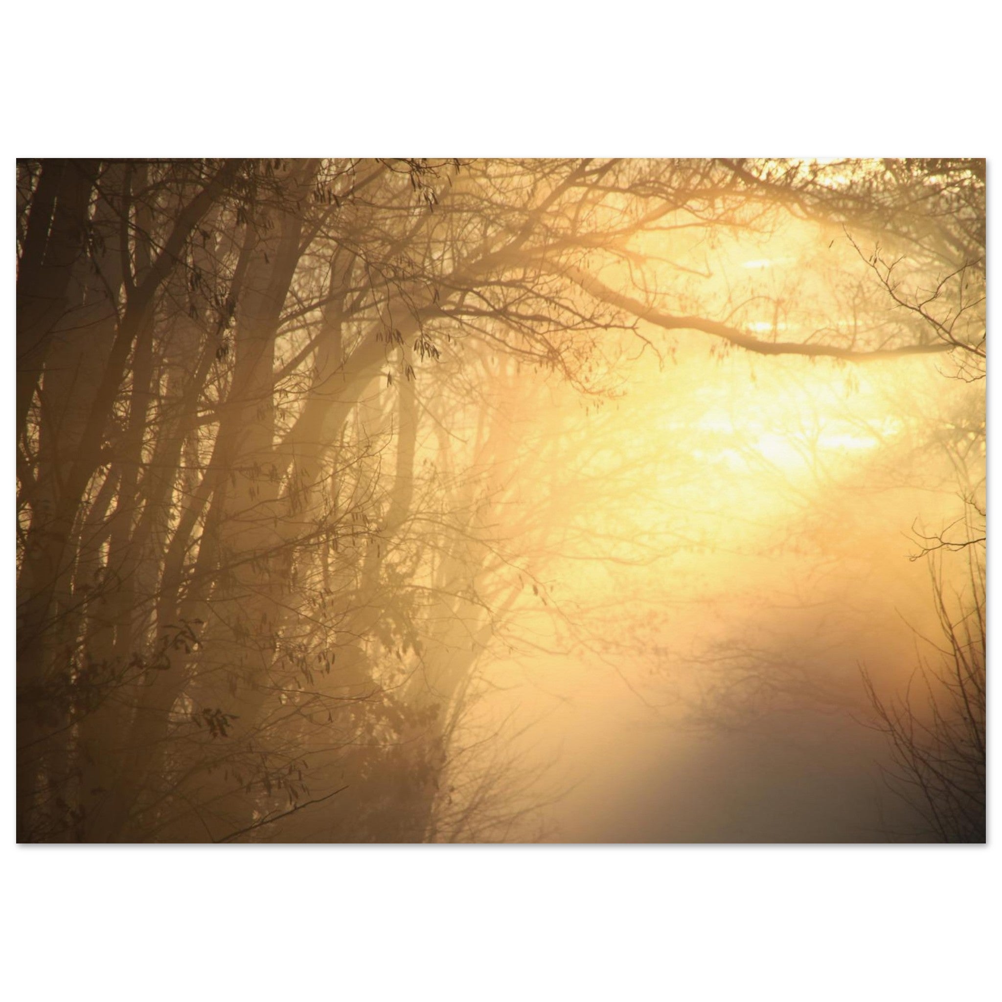 Morning fog parting to reveal warm golden sunlight over a Prekmurje landscape, Slovenia — BETVA fine art nature poster