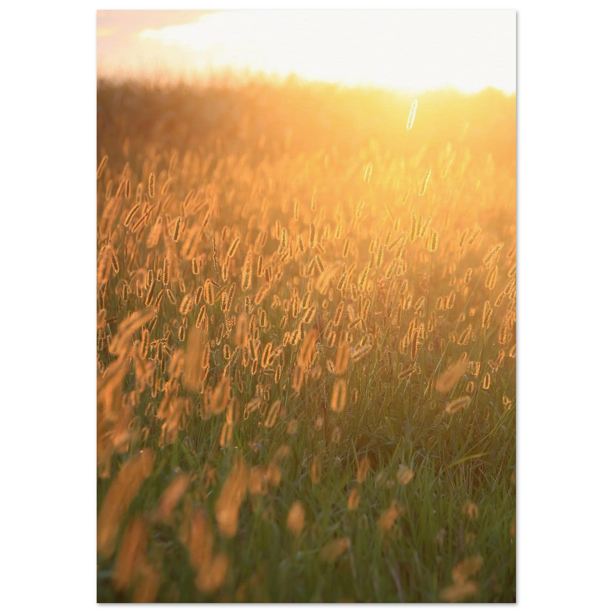 Grass Turns Into Honey Light — Nature Fine Art Poster | BETVA Wall Art