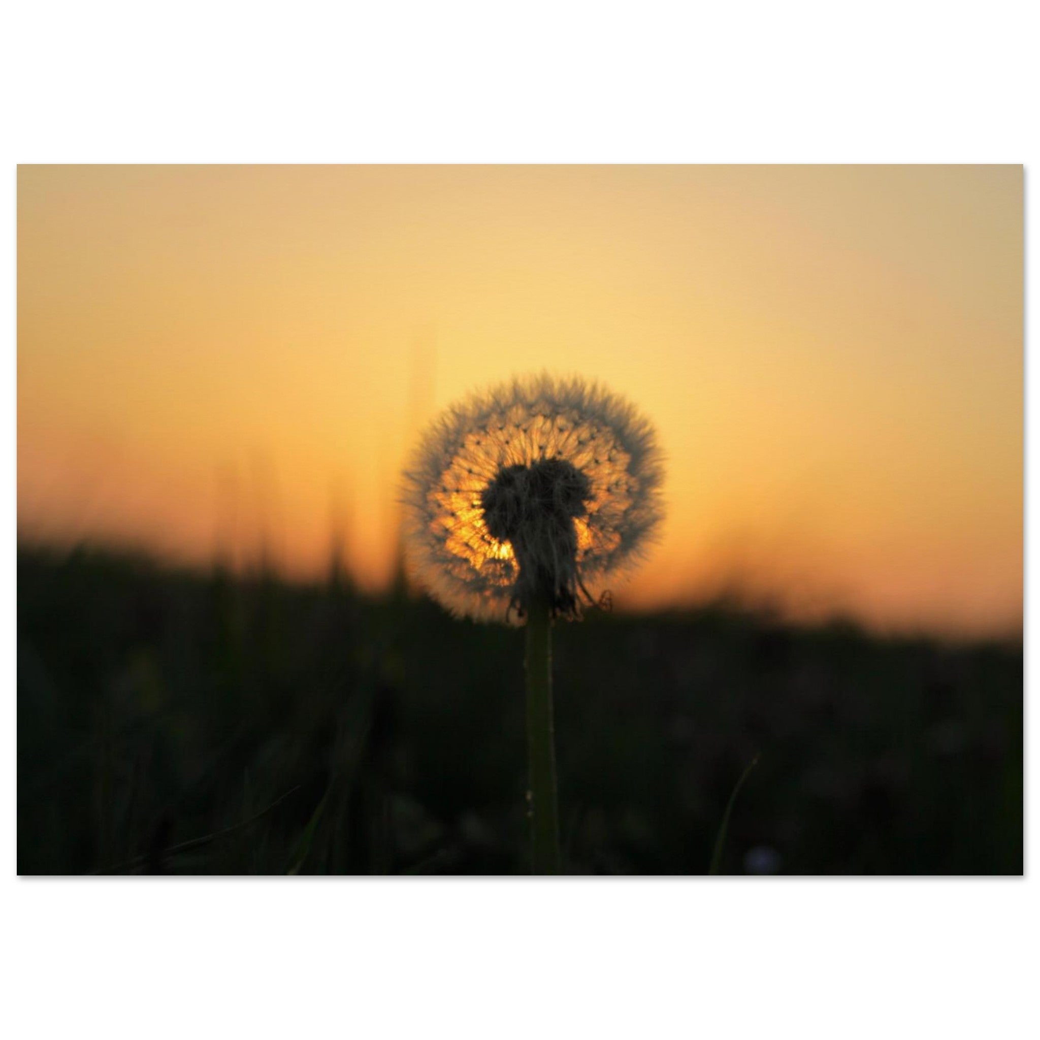 One Wish at Sundown — Nature Fine Art Poster | BETVA Wall Art