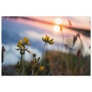 Intricate spider web or golden bloom catching warm backlight in a Prekmurje meadow — BETVA fine art nature poster
